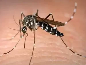 e2PqIHSl-Foto-Nyamuk-Malaria
