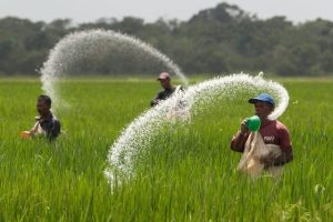 petani-memupuk