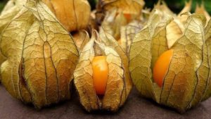 images-35-1