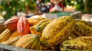 kebun-kakao_sJ36h8jp1a-750x422