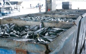 ikan